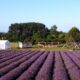 Hitchin Lavender fields