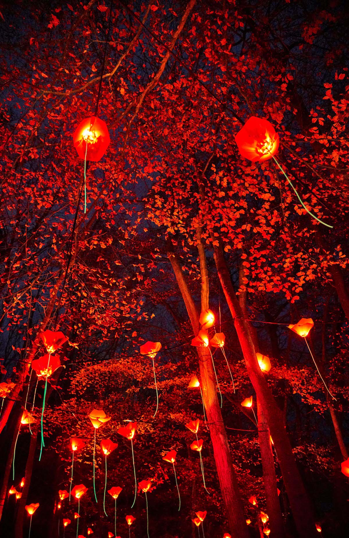 Floraison at Wimpole, which features hundreds of poppy-shaped flowers suspended in the branches of trees