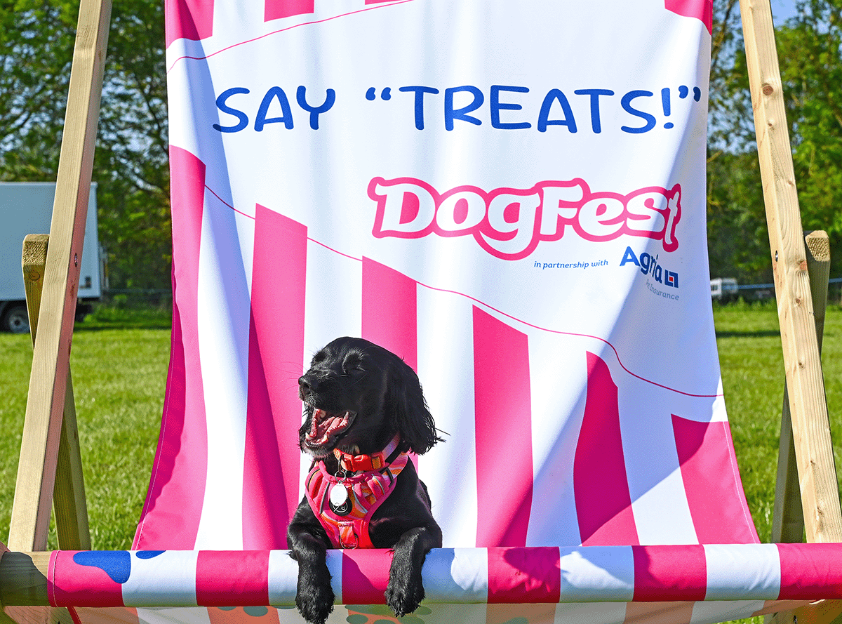 Small black terrier dressed as Toto for the lookalike contest at DogFest 2025